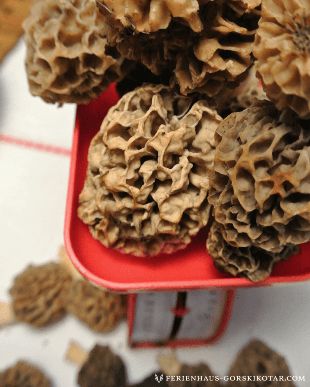 Morcheln und Steinpilze
