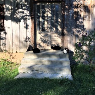 Katzen vor dem Milkmans House