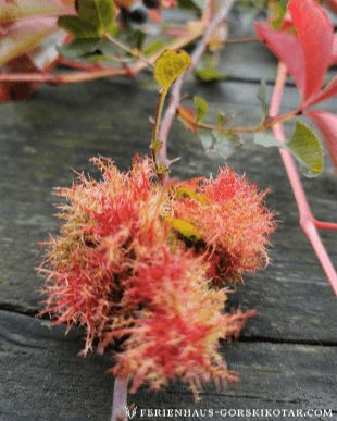 Herbstzauber